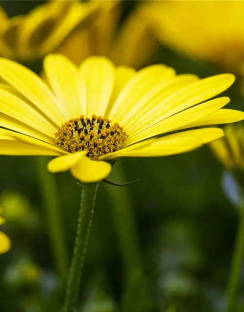 Kapmargerite 'Pure Yellow'