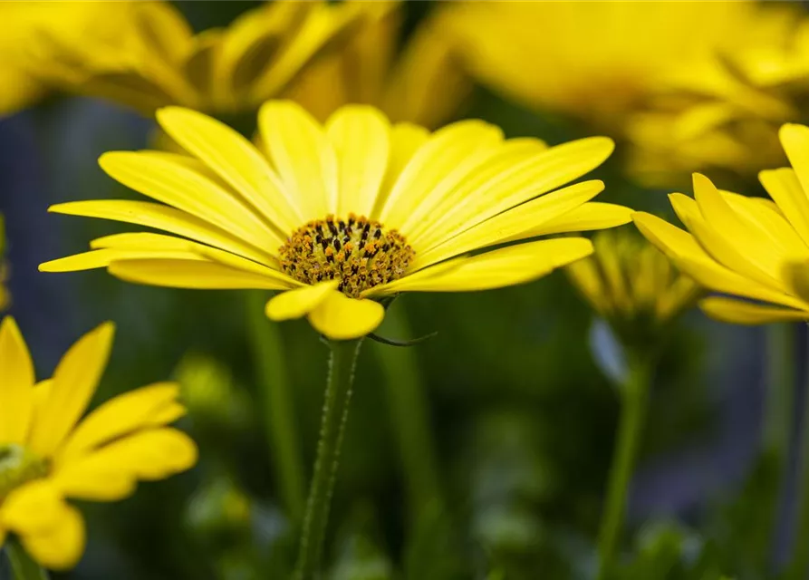 Kapmargerite 'Pure Yellow'