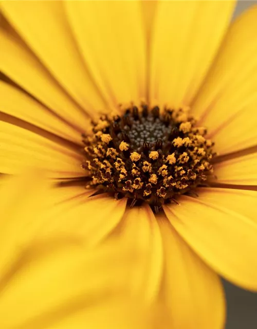 Kapmargerite 'Pure Yellow'