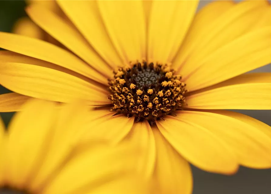 Kapmargerite 'Pure Yellow'