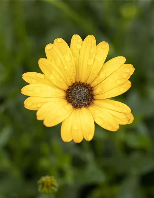 Kapmargerite 'Pure Yellow'