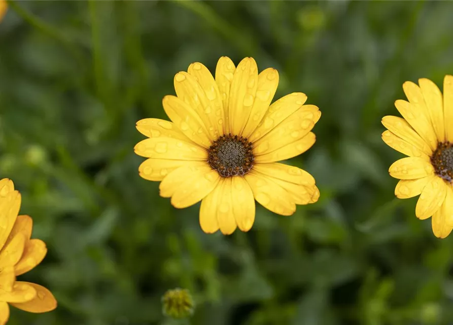 Kapmargerite 'Pure Yellow'