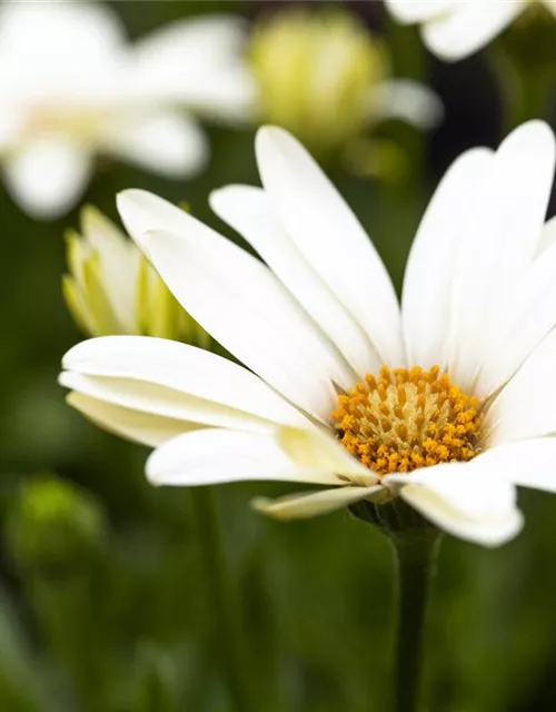 Kapmargerite 'SummerHero Creme'