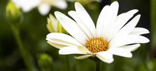 Kapmargerite 'SummerHero Creme'