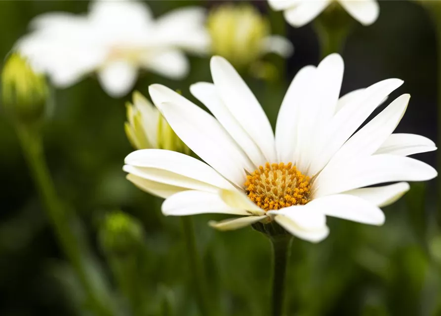 Kapmargerite 'SummerHero Creme'