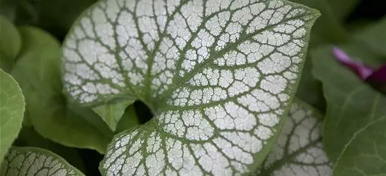 Kaukasusvergissmeinnicht 'Jack Frost'