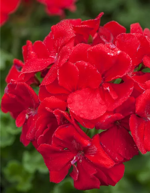 Geranie stehend 'Carlos'