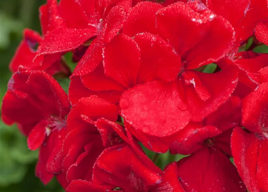 Geranie stehend 'Carlos'