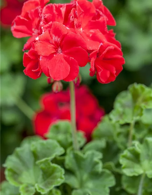 Geranie stehend 'Carlos'
