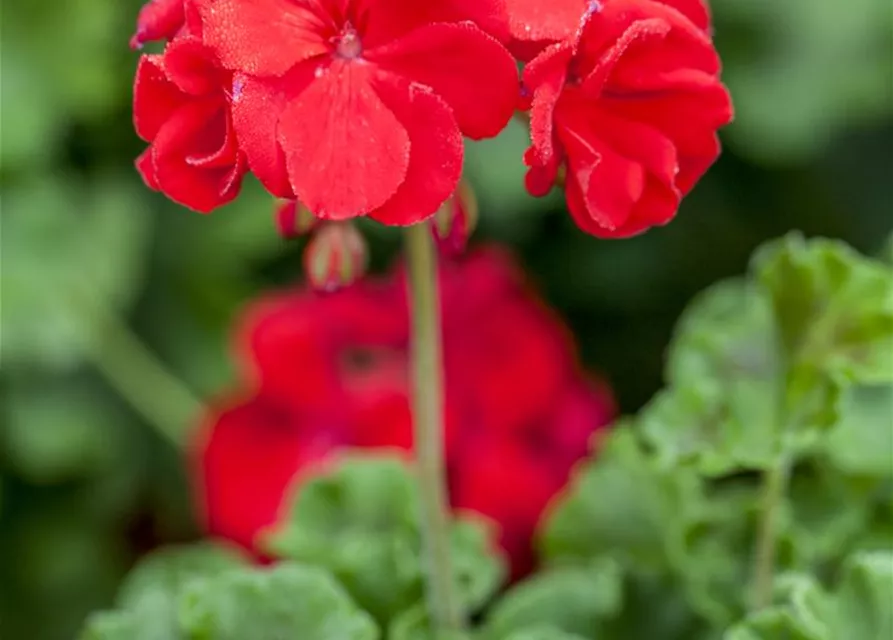 Geranie stehend 'Carlos'