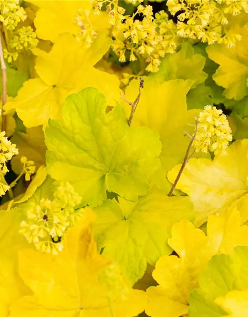 Heuchera Little Cuties 'Blondie in Lime'