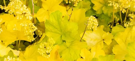 Heuchera Little Cuties 'Blondie in Lime'