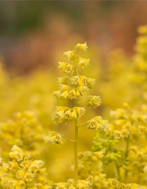 Heuchera Little Cuties 'Blondie in Lime'