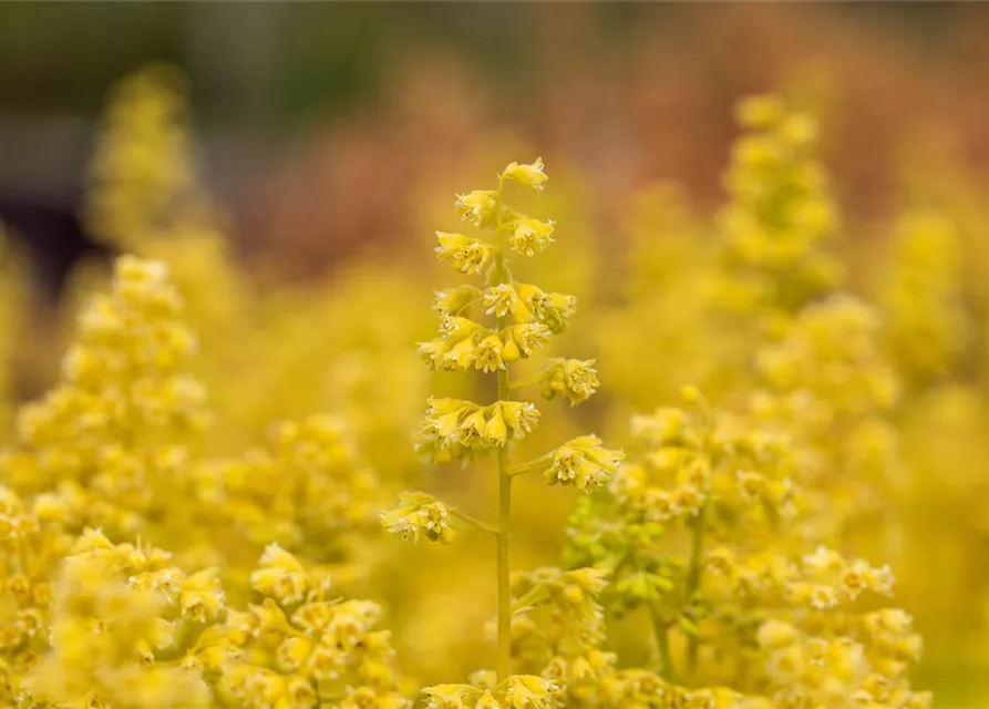 Heuchera Little Cuties 'Blondie in Lime'