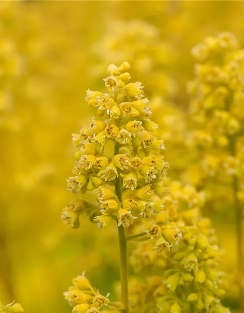 Heuchera Little Cuties 'Blondie in Lime'