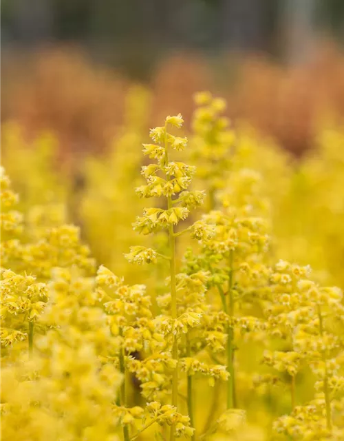 Heuchera Little Cuties 'Blondie in Lime'