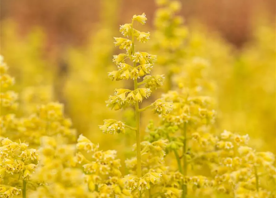 Heuchera Little Cuties 'Blondie in Lime'