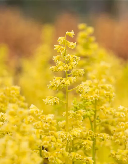 Heuchera Little Cuties 'Blondie in Lime'