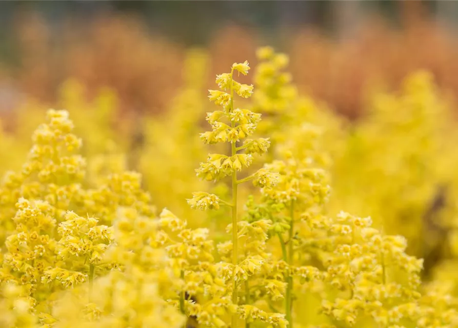Heuchera Little Cuties 'Blondie in Lime'