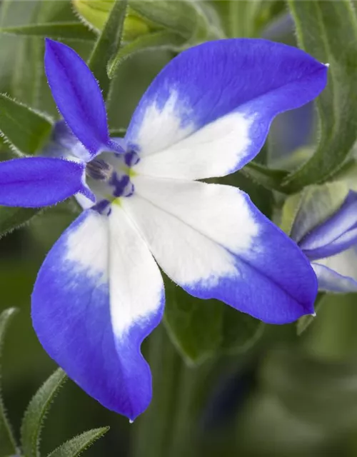 Lobelia richardii 'Summer Love'