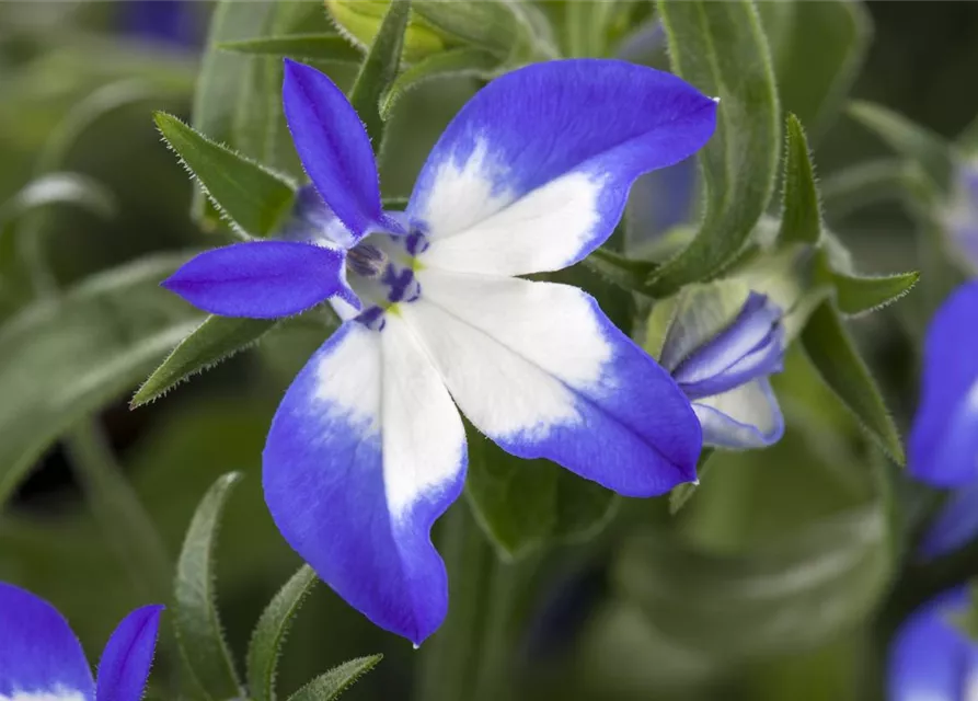 Lobelia richardii 'Summer Love'