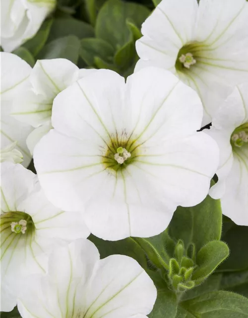 Hängepetunie 'Snow'