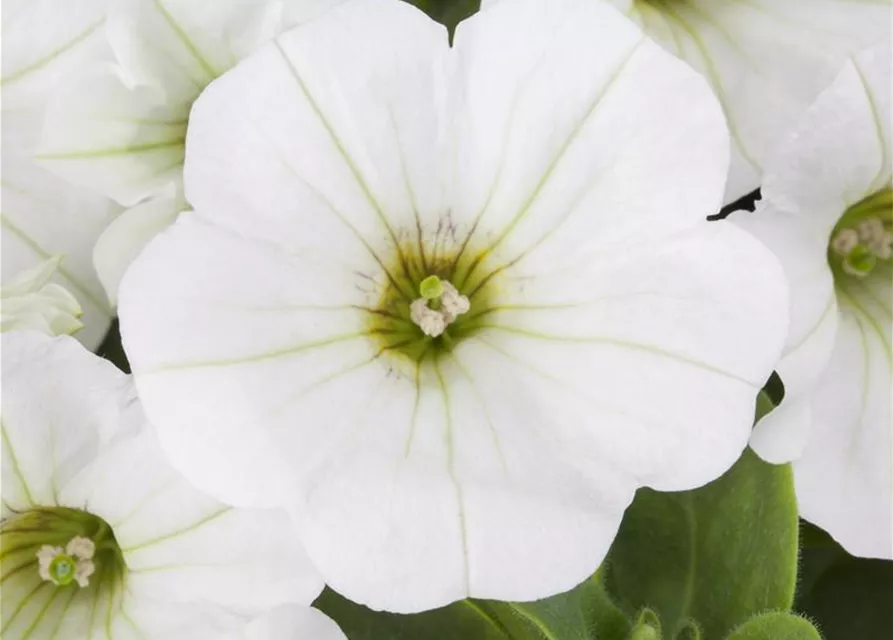 Hängepetunie 'Snow'