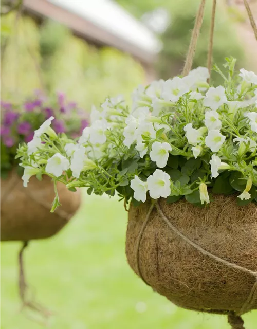 Hängepetunie 'Snow'