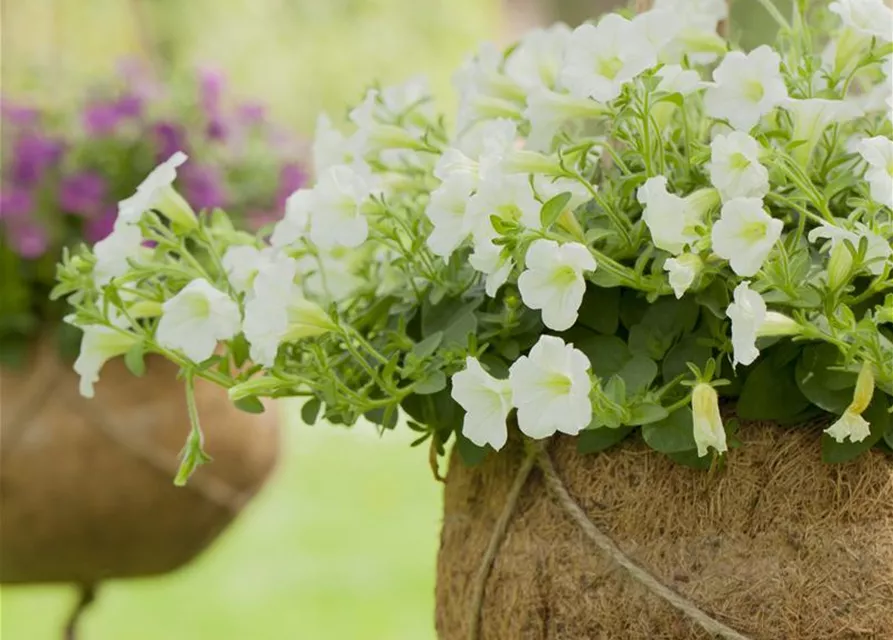 Hängepetunie 'Snow'