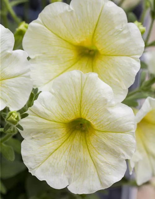 Hängepetunie 'Yellow' 