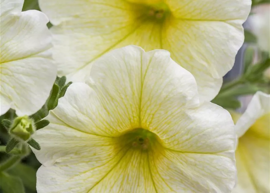 Hängepetunie 'Yellow' 