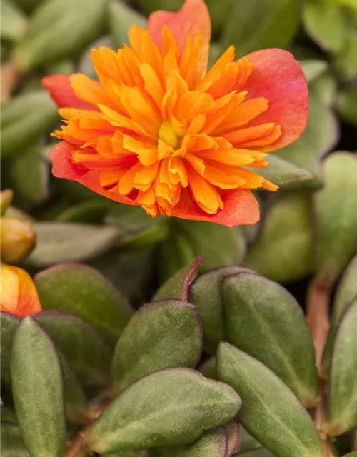 Portulak 'Double Orange' 
