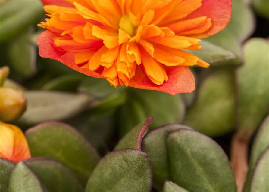 Portulak 'Double Orange' 