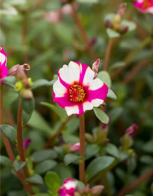 Portulak 'Purple Cross'