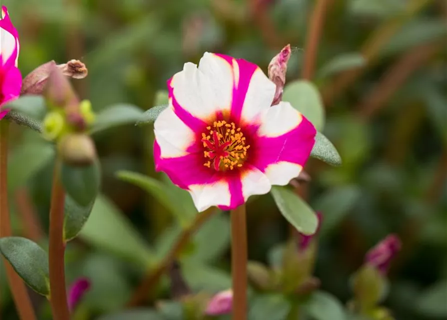 Portulak 'Purple Cross'