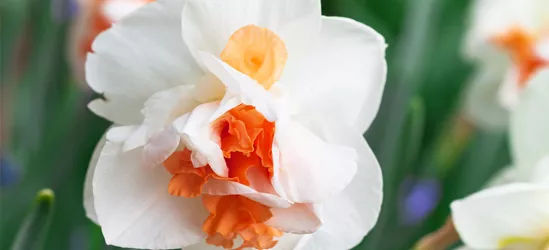 Schmetterlings-Narzisse 'My Story'