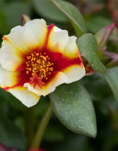 Portulak 'Red Cross' 