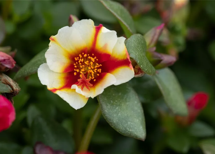 Portulak 'Red Cross' 