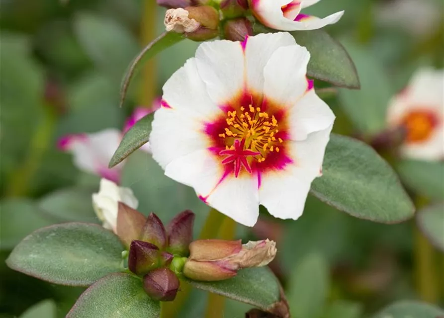 Portulak 'Red Cross' 