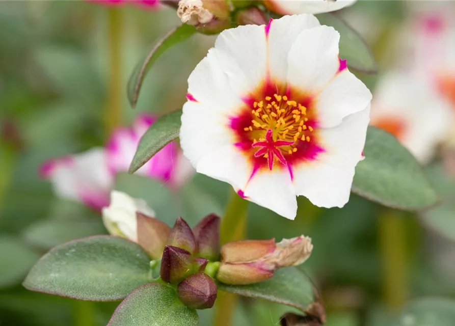 Portulak 'Red Cross' 