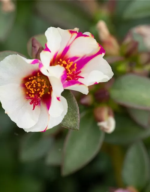 Portulak 'Red Cross' 