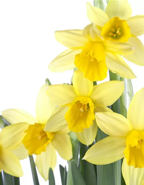 Narzissenkiste 15 Töpfe