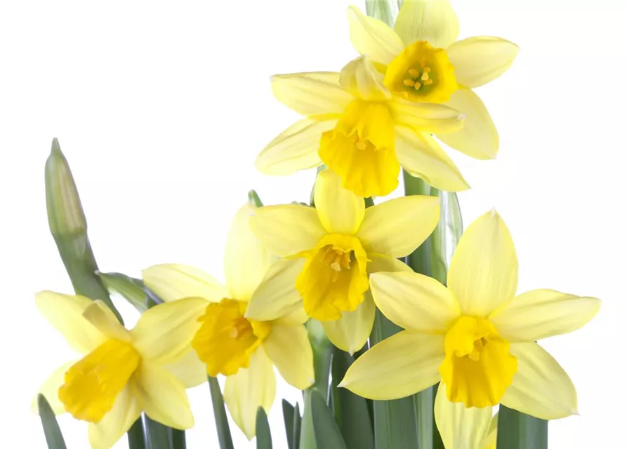 Narzissenkiste 15 Töpfe