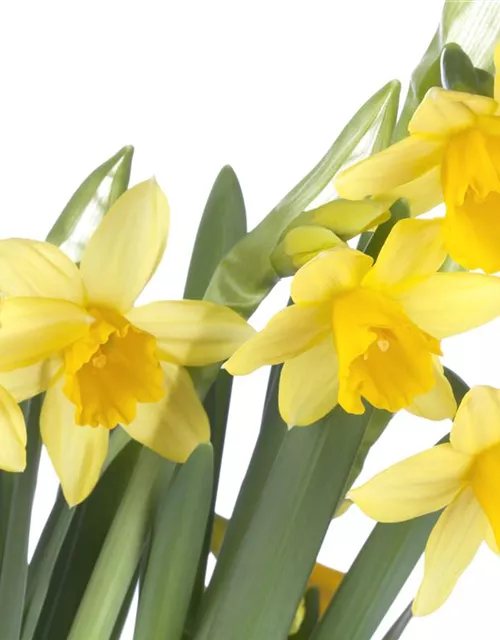 Narzissenkiste 15 Töpfe