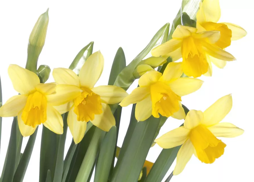 Narzissenkiste 15 Töpfe