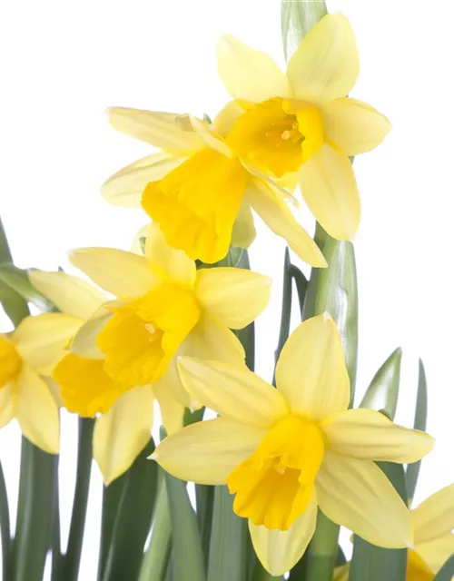 Narzissenkiste 15 Töpfe