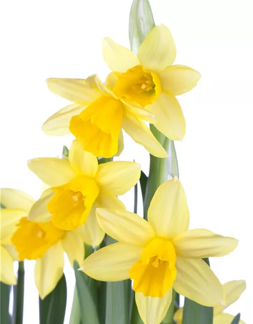 Narzissenkiste 15 Töpfe