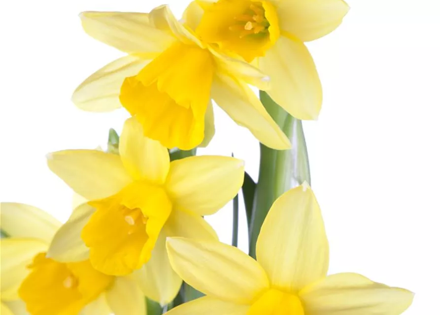 Narzissenkiste 15 Töpfe