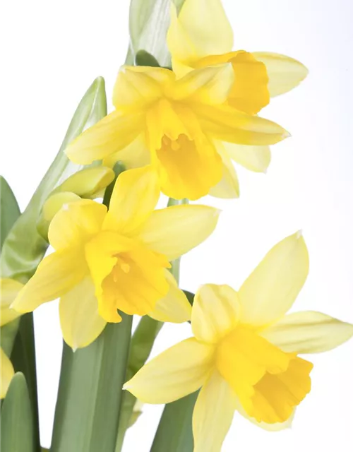 Narzissenkiste 15 Töpfe