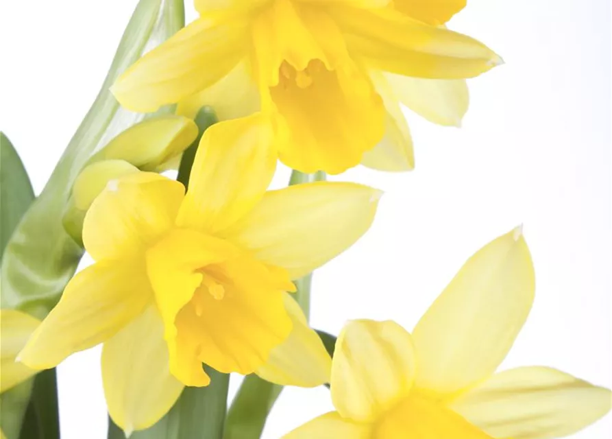 Narzissenkiste 15 Töpfe